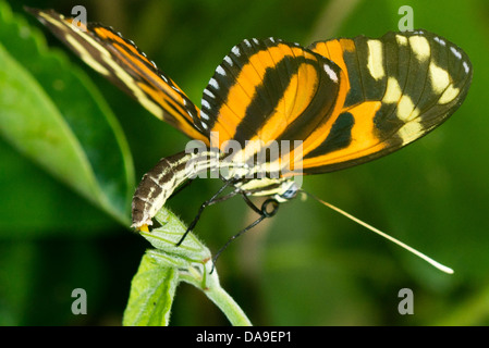 Una tigre Longwing butterfly recante un uovo Foto Stock