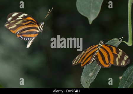 Una coppia di Ismenius Tiger farfalle Foto Stock