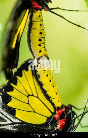 L'accoppiamento Golden Birdwing farfalle Foto Stock