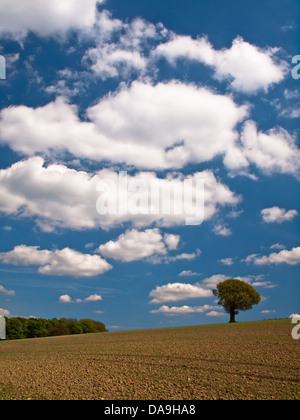 La struttura ad albero solitario sulla collina Foto Stock