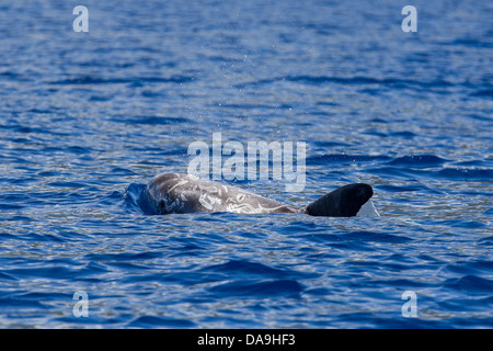 Risso, Dolphin Grampus griseus Rundkopfdelphin, affiorante, soffiare e cicatrici visibili, portogallo azzorre, Pico, Foto Stock