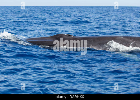 La balenottera, Balaenoptera physalus, Finnwal, testa con foro di sfiato e la bocca, Lajes do Pico, Azzorre, Portogallo Foto Stock