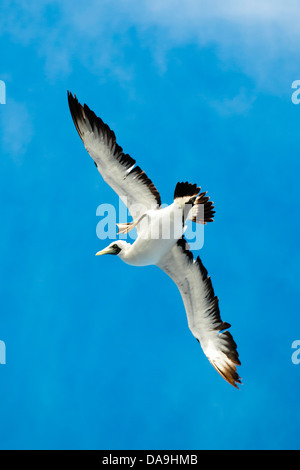 Masked booby Sula dactylatra battenti Foto Stock