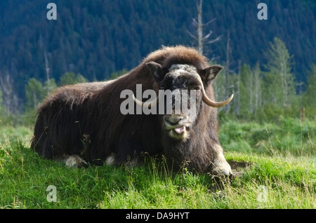 Musk ox, ovibos moschatos, animale, Alaska Wildlife Conservation Centre, STATI UNITI D'AMERICA, Foto Stock