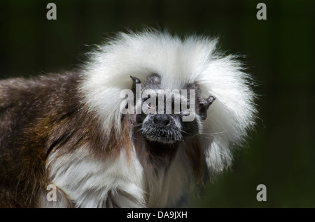 Cotone, top tamarin, Saguinus oedipus tamarin, APE, scimmia, animale Foto Stock