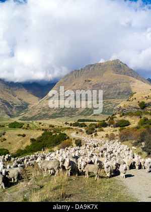 Pecore da Walter stazione di picco, circondata da montagne e insieme fuori dalle nuvole e cielo blu su una giornata autunnale. Foto Stock