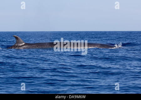 Sei Balena, Balaenoptera borealis, Seiwal, schiena ricurva con pinna dorsale e la pelle a chiazze, Lajes do Pico, Azzorre, Portogallo Foto Stock