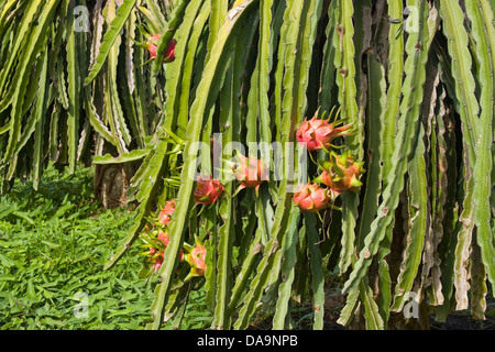 Dragon frutta, cibo, frutta, frutta e verdura, frutta di cactus, alimenti, piante, dettaglio, PITAHAYA, orizzontale, selenicereus megalanthus Foto Stock