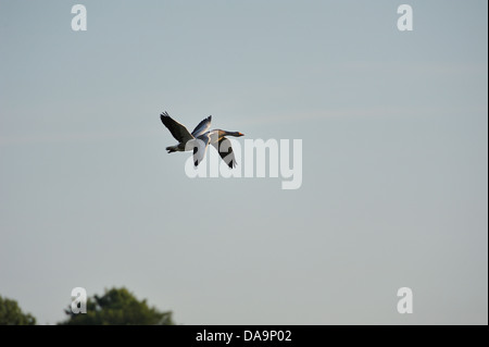 Una coppia di oche in volo Foto Stock