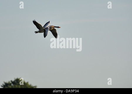 Una coppia di oche in volo Foto Stock