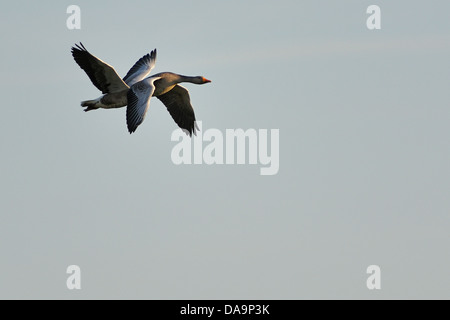 Una coppia di oche in volo Foto Stock