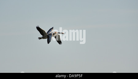 Una coppia di oche in volo Foto Stock