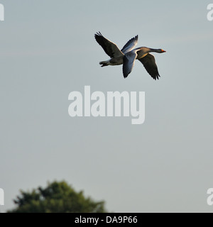 Una coppia di oche in volo Foto Stock