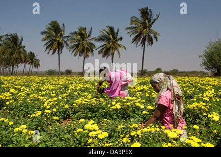 India India del Sud, Asia, Karnataka, fiori, agriturismo, vicino Tumkur, palme, agricoltura, colorato, rurale, lavorando, donne Foto Stock