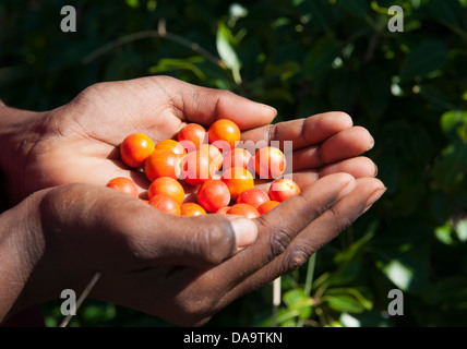 Aborigeno nativo di contenimento bacche selvatiche in mano, raccolta come bush tucker nella Kimberley a Cape Leveque Foto Stock