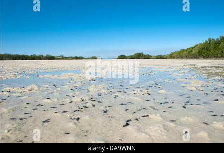 Mangrove velme a bassa marea in un punto del braccio, Cape Leveque, Kimberley, Australia occidentale Foto Stock