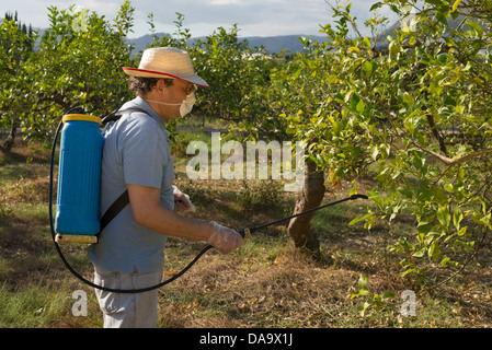 Lavoratore agricolo la spruzzatura di pesticidi su alberi da frutto Foto Stock