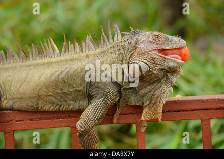 America centrale, Costa Rica, Iguana, occhio animale, dragon, fauna selvatica, Alajuela, Foto Stock