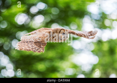 Allocco (Strix aluco) volare attraverso boschi, Hampshire, Regno Unito Foto Stock