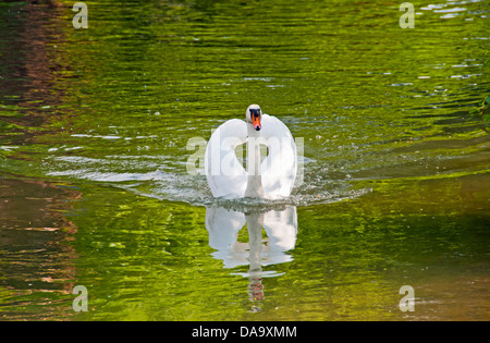 Cygnus olor, atteggiamento minaccioso, hump swan, maschio, swan, nuotare, Foto Stock