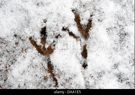 Un sottile strato di fresca neve caduti mostra le impronte di un uccello su un patio in legno in Herdecke, Germania, 3 gennaio 2011. Foto: Bernd Thissen Foto Stock