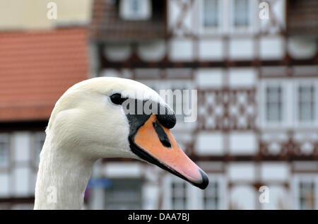 Un cigno sembra rappresentare per il suo ritratto nella parte anteriore del mezzo tradizionale-case di legno in Eschwege, Germania, 12 gennaio 2011. Foto: Uwe Zucchi Foto Stock