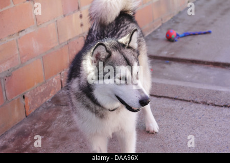 Siberian Husky, cane grande Closeup Foto Stock