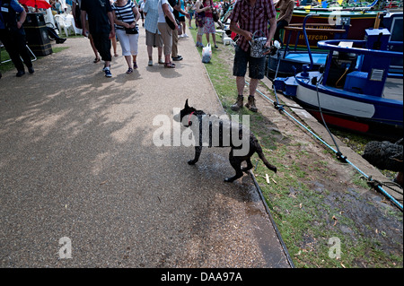 Lo scuotimento del cane fuori acqua a stratford upon avon river festival 2013 Foto Stock