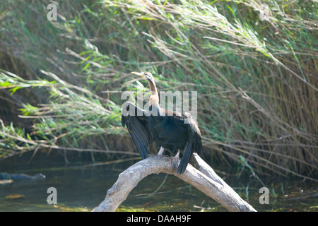 Australian darter bird sul fiume giallo, il parco nazionale Kakadu,l'australia Foto Stock