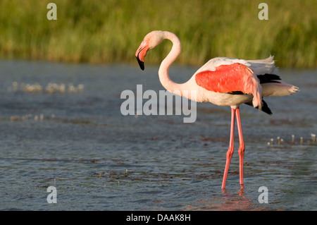 Europa, grande fenicottero rosa Phoenicopterus ruber, Flamingo, bird, Camargue, Francia, acqua Foto Stock