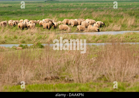 L'Europa, animali, flock, Francia, Prato, pecore, agricoltura, Baie de Somme Foto Stock