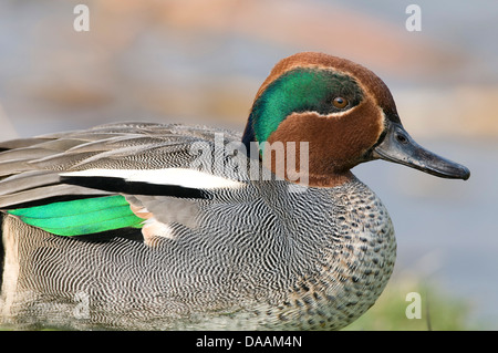 Europa, Teal, bird, anatra, comune Teal, Anas crecca Foto Stock