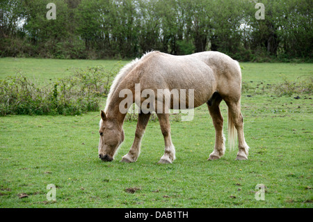 Un marrone cavallo al pascolo in un campo Foto Stock