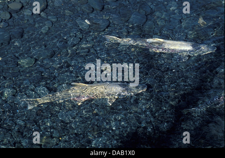 La deposizione delle uova, Rosso Salmone, cane salmone, Williwaw Creek, Alaska, STATI UNITI D'AMERICA, pesce, salmone, acqua, natura, soleggiato Foto Stock