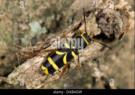 Una vespa beetle, Clytus arietis, sul legno marcio Foto Stock