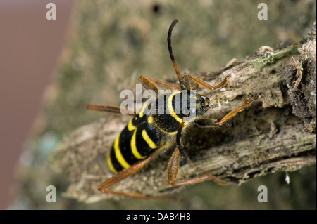Una vespa beetle, Clytus arietis, sul legno marcio Foto Stock