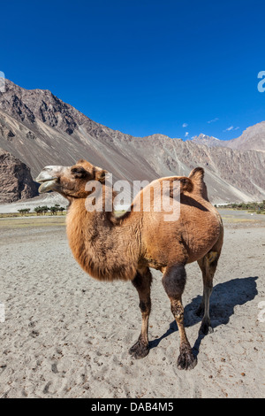 Bactrian camel in Himalaya. Villaggio Hunder, Valle di Nubra, Ladakh, Jammu e Kashmir India Foto Stock