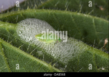 Il cuculo sputare su un Ortica foglie con un verde froghopper ninfa, Philaenus spumarius Foto Stock