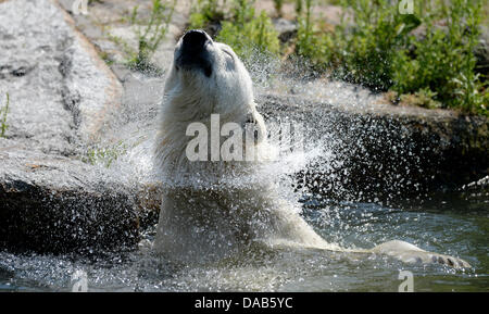 Un orso polare scuote l'acqua dalla sua pelliccia in 25 grado temperature allo zoo di Berlino, Germania, 09 luglio 2013. Foto: Matthias esitano di fronte Foto Stock