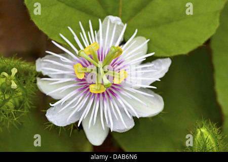 Passiflora, noto anche come la passione dei fiori o passione vigne Bangalore, Karnataka India Foto Stock