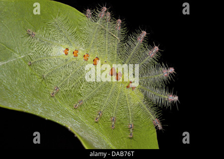 Vistosi barone Euthalia lubentina Caterpillar Bangalore, India Foto Stock