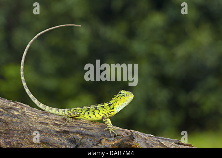 ELLIOT FORESTA LIZARD Calotes ellioti. COORG, Karnataka INDIA Foto Stock