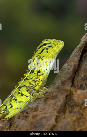 ELLIOT FORESTA LIZARD Calotes ellioti. COORG, Karnataka INDIA Foto Stock