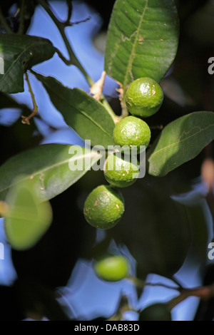 Di combava, Citrus hystrix Foto Stock