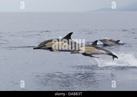 Gemeiner Delphine, a breve becco delfini comuni, Delphinus delphis, vitello saltando accanto alla madre, Pico, Azzorre, Portogallo Foto Stock