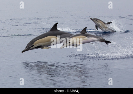 Gemeiner Delphine, a breve becco delfini comuni, Delphinus delphis, vitello saltando accanto alla madre, Pico, Azzorre, Portogallo Foto Stock