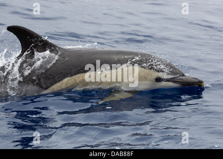 Gemeiner Delphin, a breve becco delfino comune, Delphinus delphis, pavimentazione con occhio visibile, Lajes do Pico, Azzorre, Portogallo Foto Stock