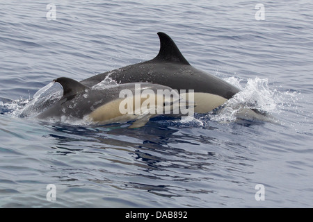 Gemeiner Delphine, a breve becco delfini comuni, Delphinus delphis, vitello affiorante accanto alla madre con occhio visibile Foto Stock