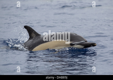 Gemeiner Delphin, a breve becco delfino comune, Delphinus delphis, pavimentazione con occhio visibile, Lajes do Pico, Azzorre, Portogallo Foto Stock