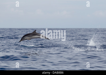 In striping, Delfino Stenella coeruleoalba, Blau-weißer Delphin, saltando alta, nuoto veloce dolphin, Lajes do Pico, Azzorre Foto Stock